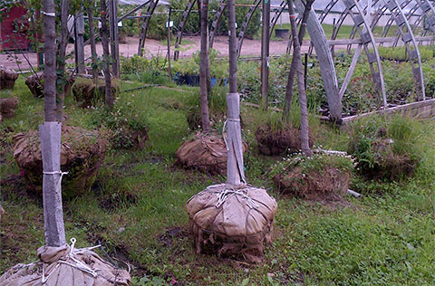 Planter des arbres