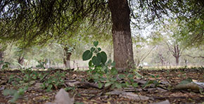 Jardinage forestier