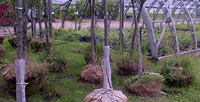 Plantation